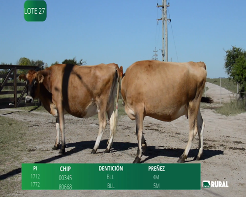 Lote VACAS SACAS PREÑADAS PI