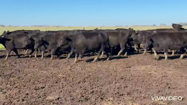 Lote 70 Vacas C/ gtia de preñez NUEVAS Y MEDIO USO