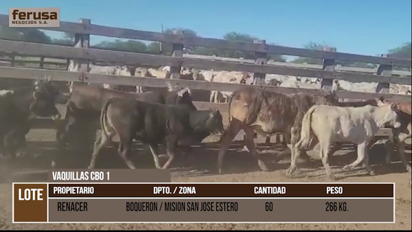 Lote LOTE 29 - 60 VAQUILLAS CBO 1