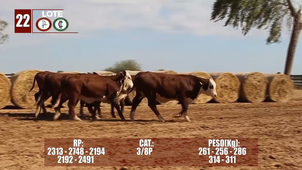 Lote Lote 22