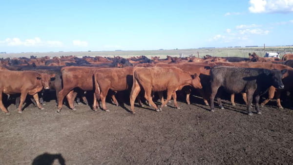 Lote 100 Terneros en arboledas, Buenos Aires