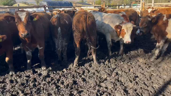 Lote 55 Novillo Engorda en Los Andes, V  Región Valparaíso