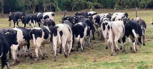 Lote 60 Novillo Engorda en Osorno,  X Región Los Lagos