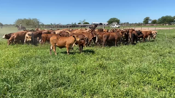 Lote 93 Terneras en Pirané, Formosa