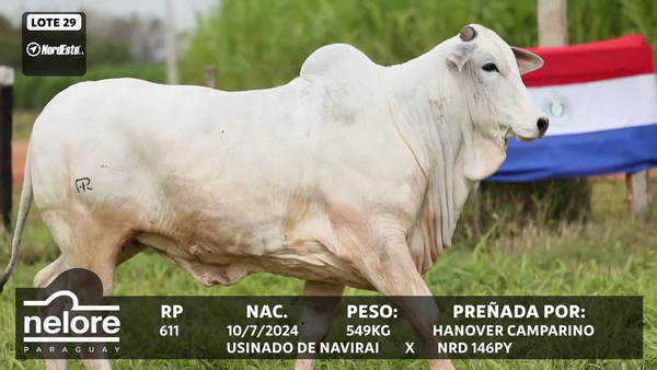 Lote LOTE 29