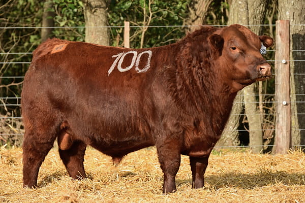 43825 — TOROS ANGUS PC