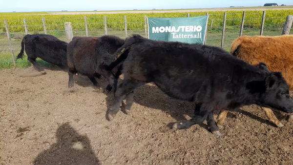 Lote 30 Terneros en Benito Juarez