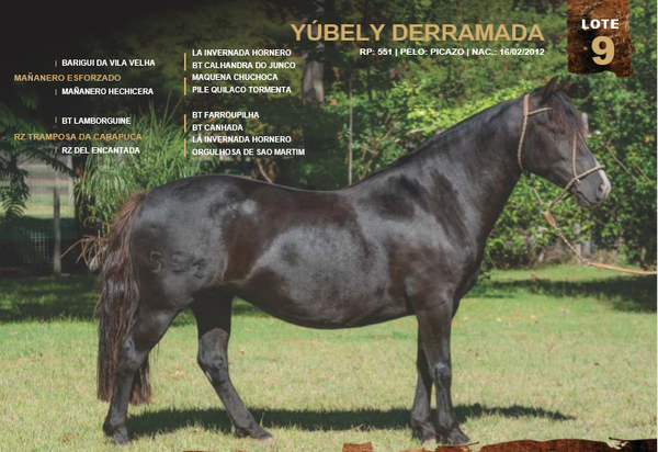 Lote YÚBELY DERRAMADA