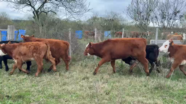 Lote TERNERAS