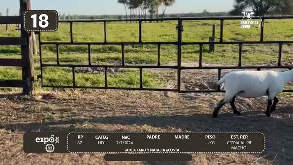 Lote LOTE 18 - CAMPO
