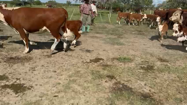 Lote 80 Terneras a Termino en Corrientes, Curuzú-Cuatiá