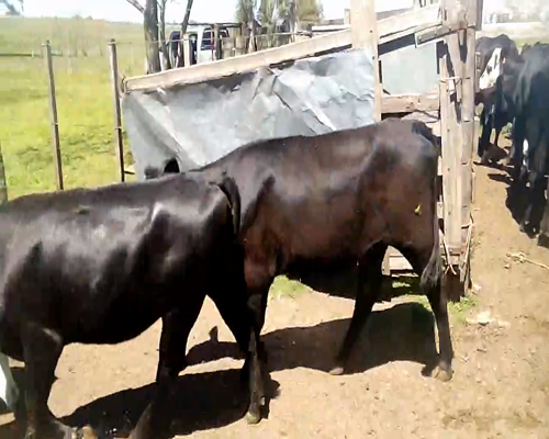 Lote VAQUILLONAS DE 1 A 2 Y MÁS DE 2