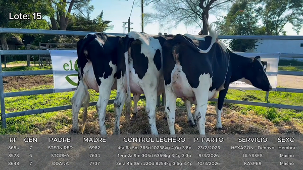 Lote Vacas