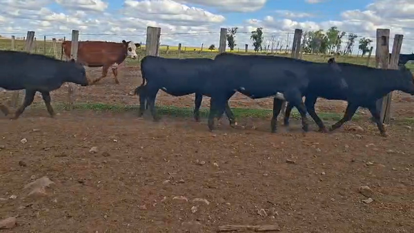 Lote TERNERAS