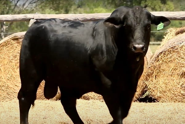 Lote TOROS DE 3 AÑOS