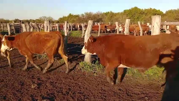 Lote 35 Vacas p/ invernar