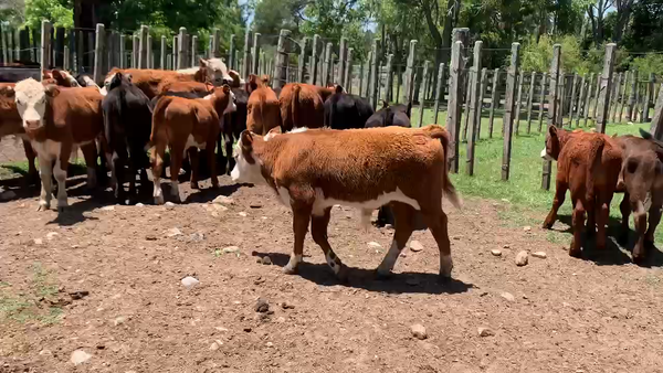 Lote 20 Terneros en Melo, Cerro Largo