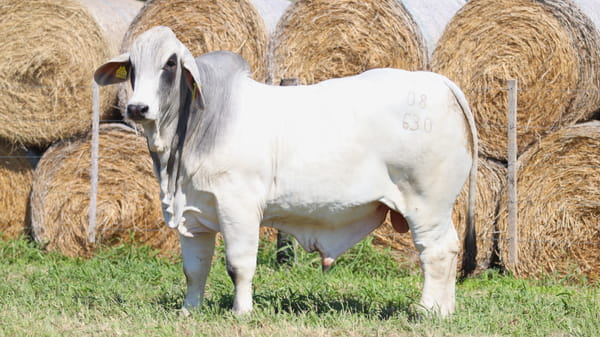Lote LOTE 53