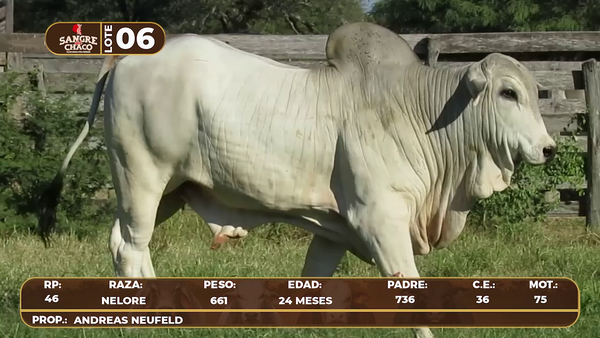Lote Lote 6