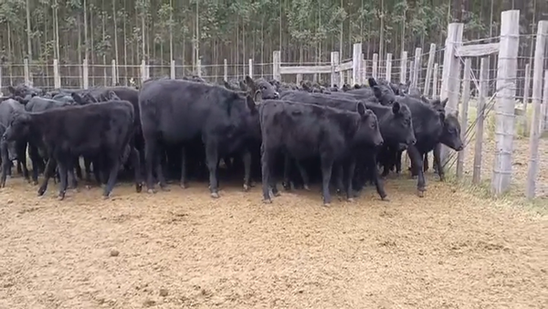 Lote 80 Terneras ANGUS 160kg -  en PARADA OLIVERA