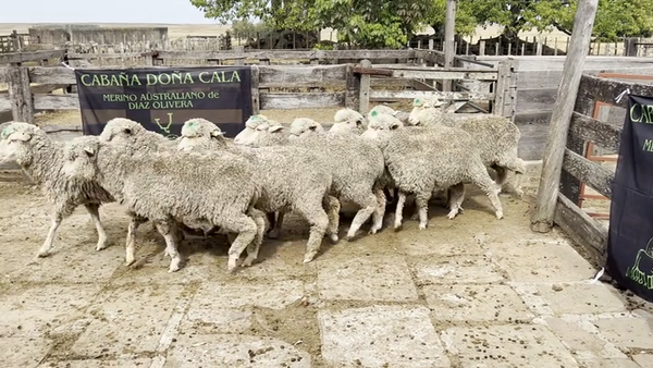 Lote Borregas 2D y DL (MO: Si)