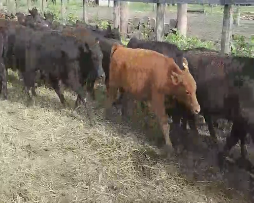 Lote 144 Terneros en Villa Elisa, Entre Ríos