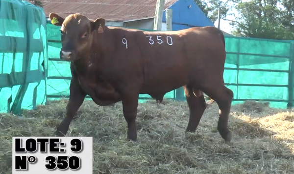 Lote 3 Toros PI / PO / PC, Salto