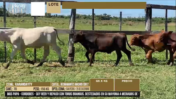 Lote LOTE 20 - 70 DESMAMANTES MACHOS CBO 2