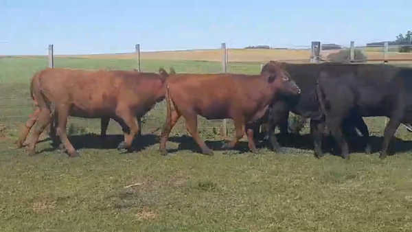 Lote 6 Vaquillonas 1 a 2 años ANGUS 330kg -  en AGRACIADA