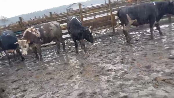 Lote 40 Novillo Gordo en Cabrero, VIII Región Biobío