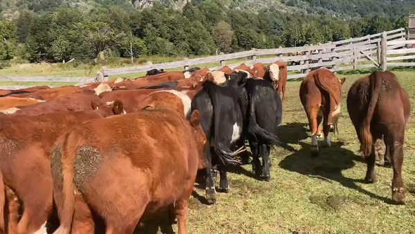 Lote 46 Novillo Engorda en Coyhaique, XI Región Aysén