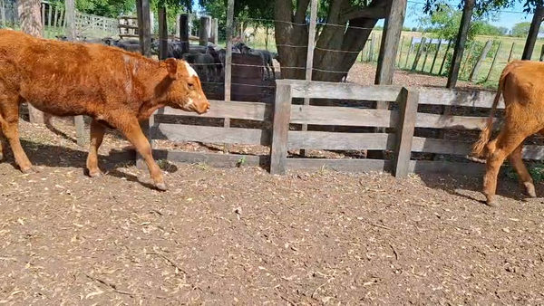 Lote TERNEROS