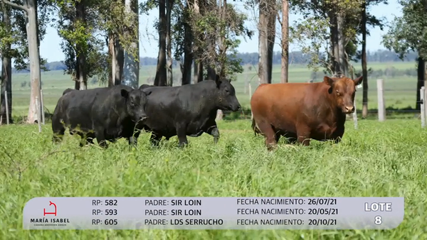 Lote 3 Toros PI, Artigas