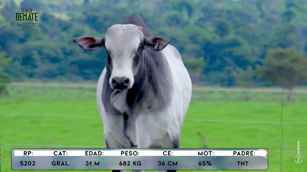 Lote Toros, Concepción