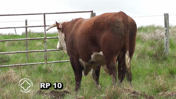Lote Toro 2 años | Puro por Cruza