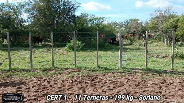 Lote 11 Terneras en Agraciada, Soriano