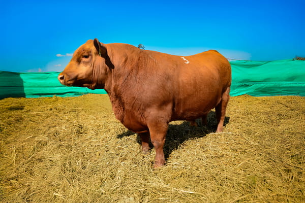 Lote Toros
