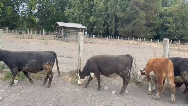 Lote 60 Vaquilla Gorda en Los Ángeles, VIII Región Biobío