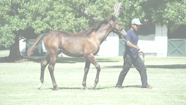 Lote ENJOY STAR (MADE YOU LOOK -  ENJOY BOMB)