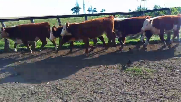 Lote 75 Terneros en Corrientes, Curuzu Cuatia