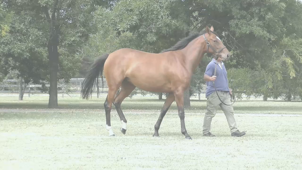 Lote CELINE’S RIDE (RERIDE - MAILEN)