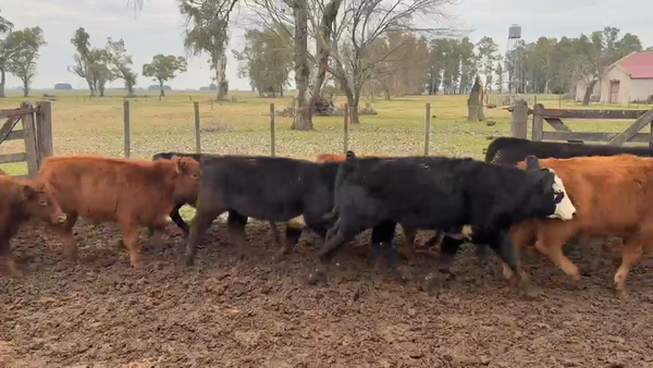 Lote 80 Terneros en Buenos Aires, Lobos