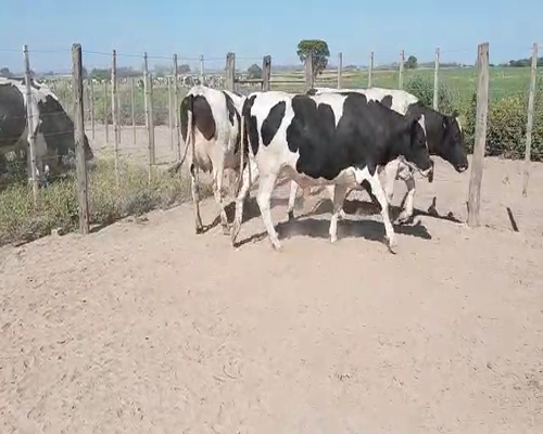 Lote Mauricio Minetti