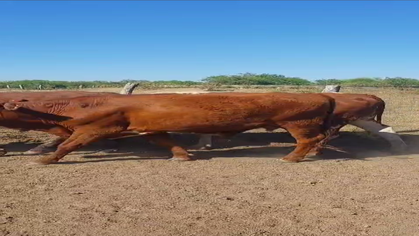Lote 150 Novillos en Corrientes, Mercedes