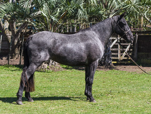 Lote Junta Rabia La Calavera