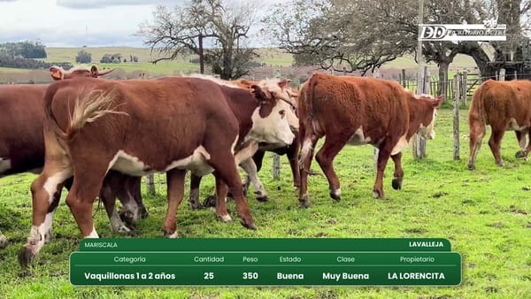 Lote (Vendido)25 Vaquillonas 1 a 2 años 350kg - , Lavalleja