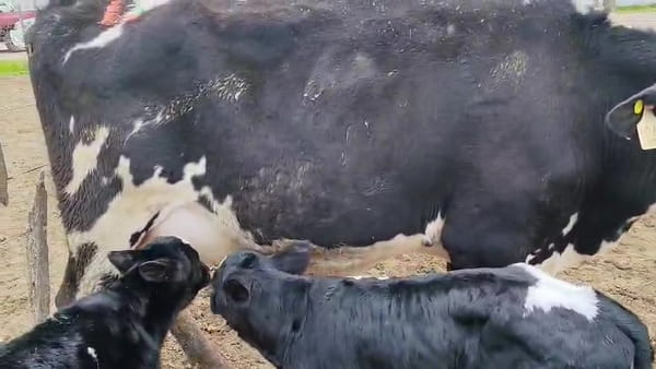 Lote 2 Vaquillonas  500kg - , San José