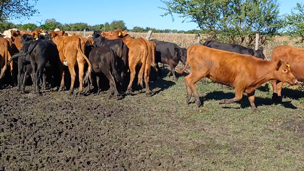 Lote 69 Terneras en Villaguay, Entre Ríos