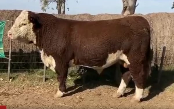 Lote CABAÑA EL TERRUÑO