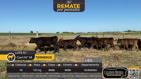 Lote 14 Terneros en Otra Localidad, Soriano